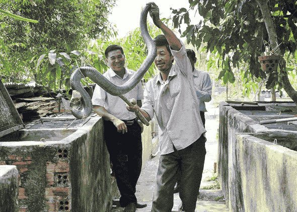 Giải mã giấc mơ thấy bắt rắn