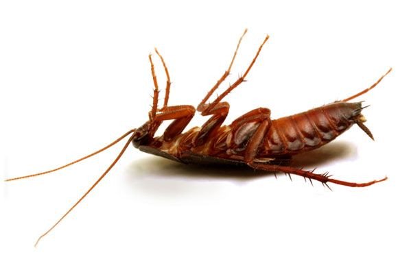 Giải mã giấc mơ thấy gián bò lên người với điềm báo bất ngờ