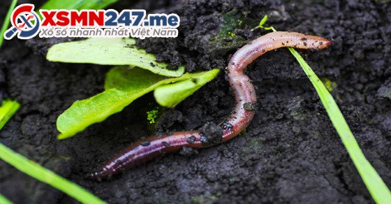 Giải mã giấc mơ thấy giun đất
