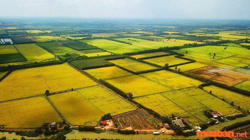 Giải mã giấc nằm mơ thấy đi mua đất ruộng và những cảnh báo về tài chính