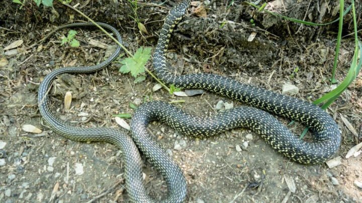 Giải mã mơ thấy rắn