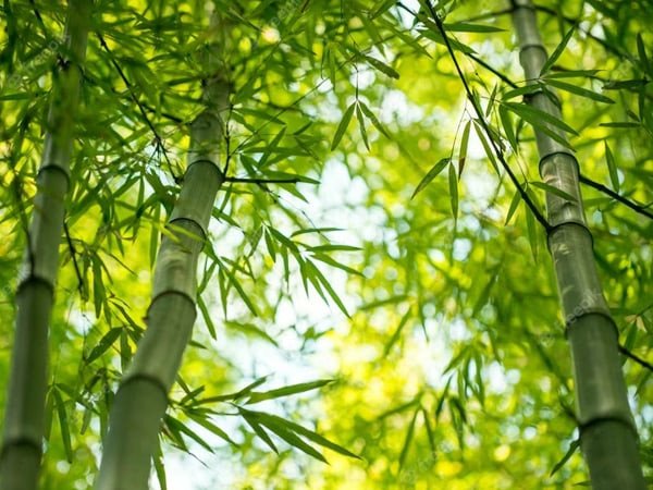 Giải mã ý nghĩa giấc mơ thấy cây tre