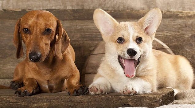 Hai con chó đang tương tác, thể hiện điềm báo trong giấc mơ