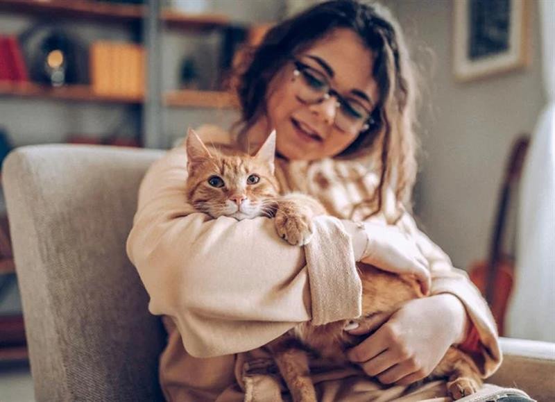 Hai con mèo đang đánh nhau, phản ánh giấc mơ về mâu thuẫn
