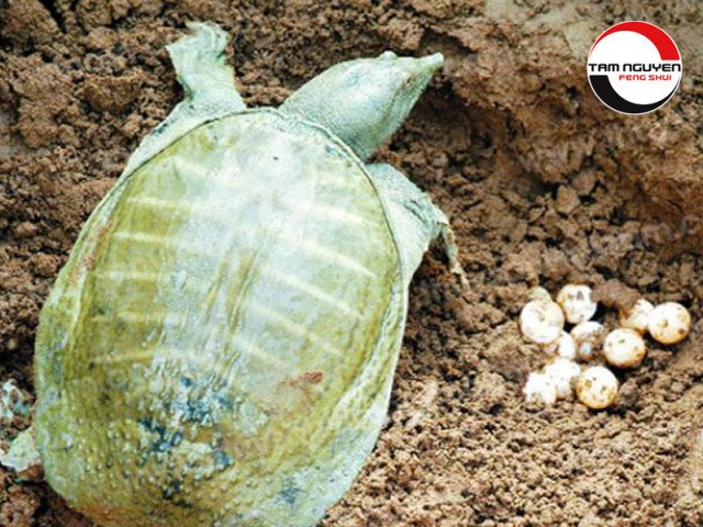 Hình ảnh ba ba đẻ trứng, tượng trưng cho tài lộc khi nằm mơ thấy con ba ba
