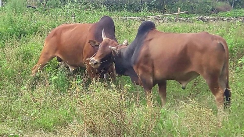 Hình ảnh bò trong mơ và các điềm báo cần chú ý
