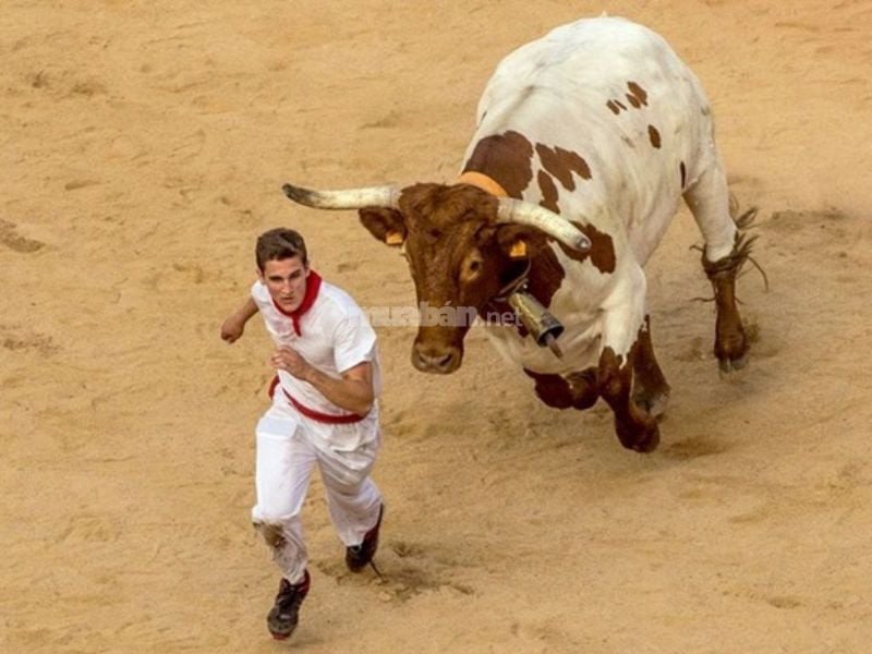 Hình ảnh con bò đang chạy trên đồng cỏ xanh, tượng trưng cho mơ thấy chạy theo con bò với ý nghĩa sức khỏe và sự ổn định.
