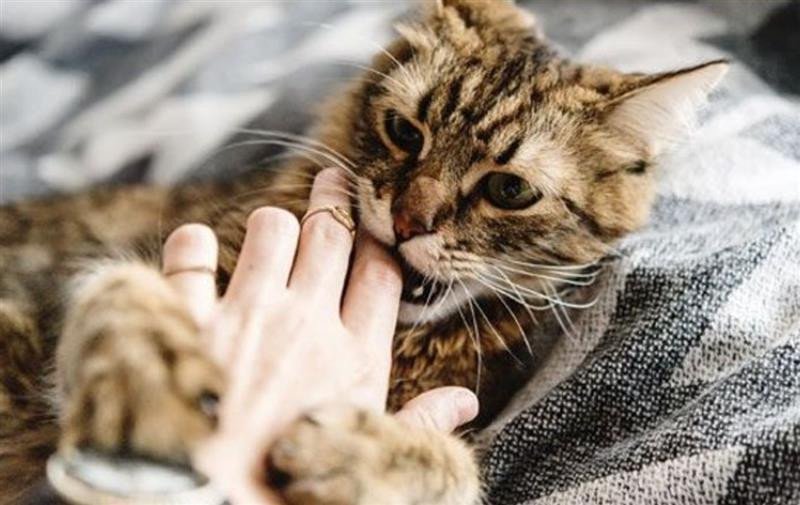 Hình ảnh mèo con đang chơi đùa, tượng trưng cho giấc mơ mèo hoạt động