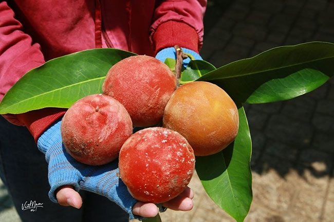 Hình ảnh quả đào rụng trên đất mang ý nghĩa về cơ hội bị bỏ lỡ