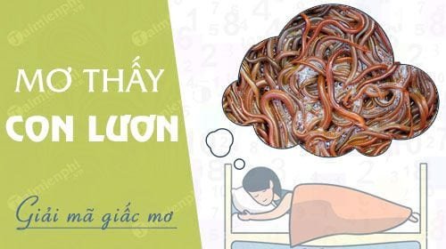 Lươn vàng bơi lội
