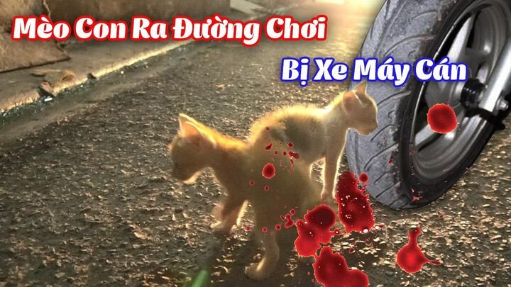 Mèo con đáng yêu liên kết với các con số trong giải mã giấc mơ dân gian