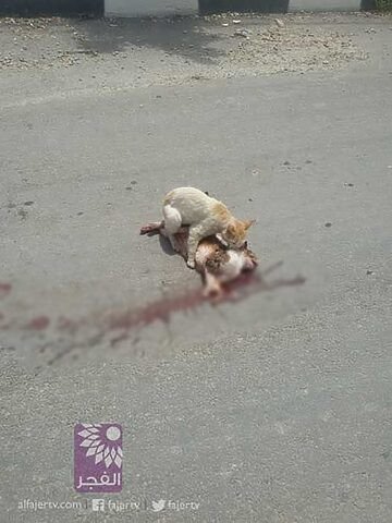 Mèo đi lại trên đường phố, minh họa những rủi ro giao thông cần phòng tránh