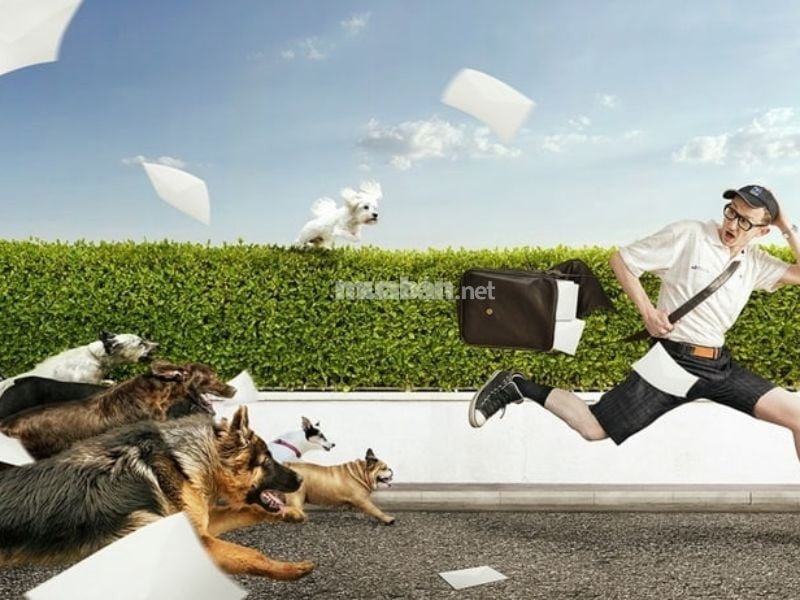 Mơ thấy bị động vật rượt đuổi có thể báo hiệu tình huống không như ý
