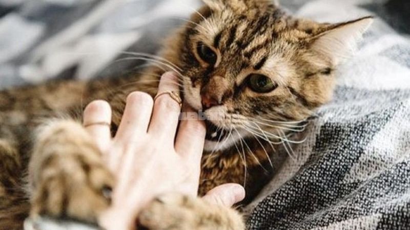 Mơ thấy mèo cắn ngụ ý cho điều gì