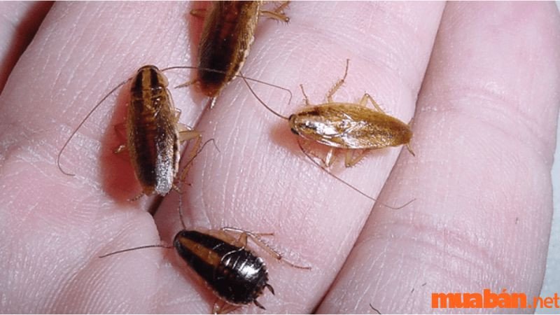 Một con gián nhỏ đang bò trên bề mặt.