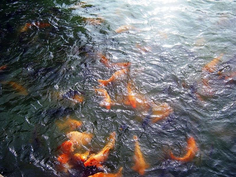 Một dãy số đề với hình ảnh cá chép
