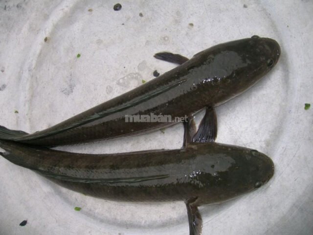 nằm mơ thấy cá lên bờ