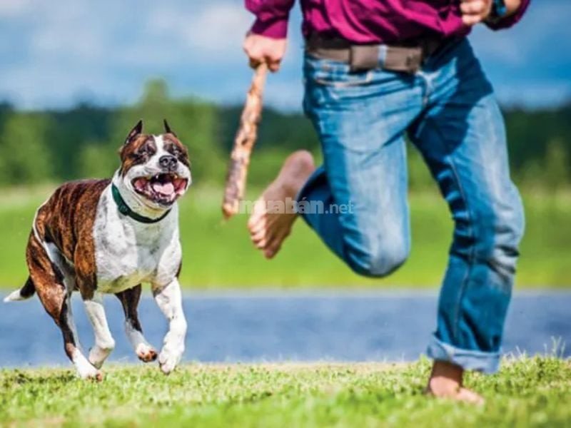 Nằm mơ thấy chó rượt đuổi cắn có thể báo hiệu sự ghen tỵ từ người khác