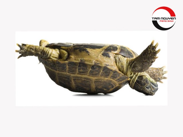 Nằm mơ thấy con ba ba bị lật ngửa, biểu tượng cho sự chênh vênh