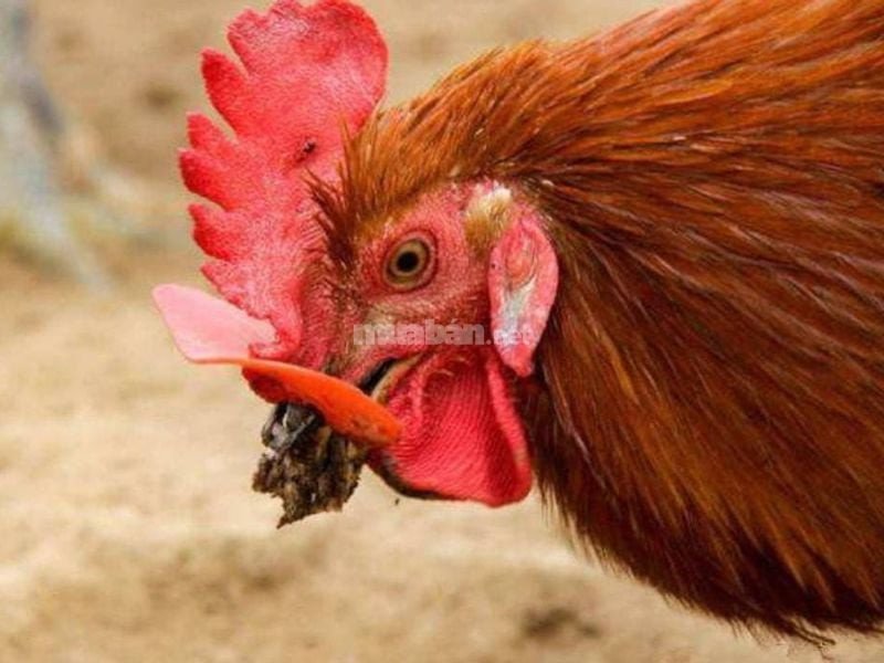 Nằm mơ thấy gà đang mổ rết