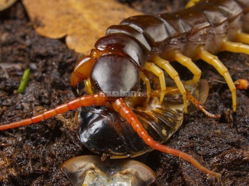 Nằm mơ thấy rết bò lên người