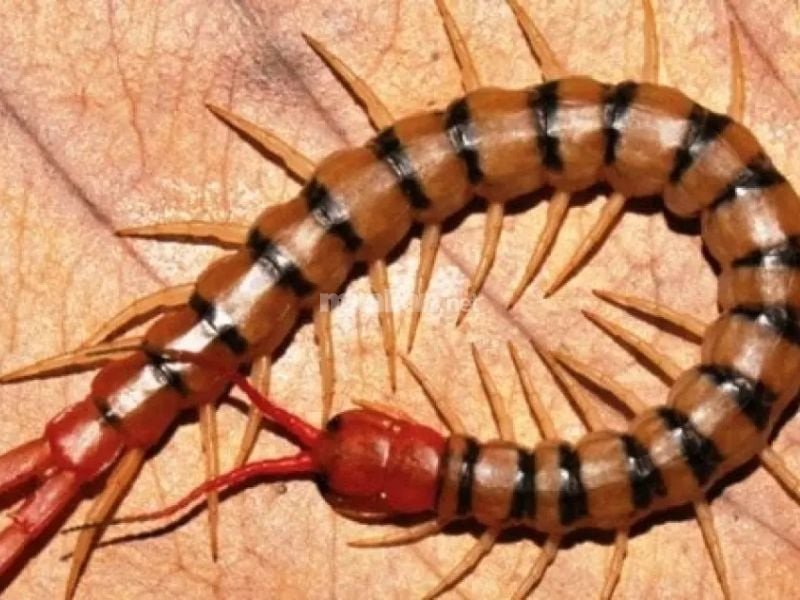 Ngủ mơ thấy con rết to khổng lồ