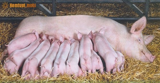 Người nằm mơ thấy lợn đẻ đánh con gì tìm kiếm sự may mắn
