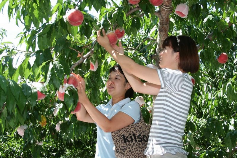 Người phụ nữ đang hái những quả đào chín mọng trên cây