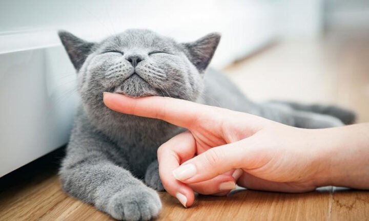 Người phụ nữ đang suy nghĩ về ý nghĩa khi nằm mơ thấy mèo cắn vào chân