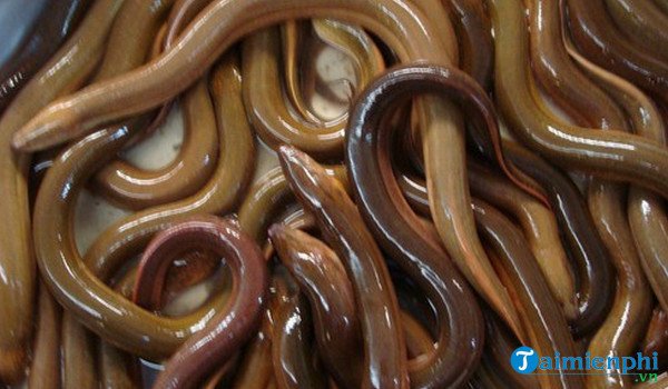 Người phụ nữ mang bầu mơ thấy lươn