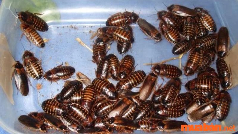 Nhiều con gián đang bu đầy trên một bề mặt.