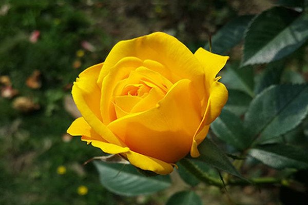 Những đóa hồng vàng tươi thắm, mang lại may mắn trong học tập