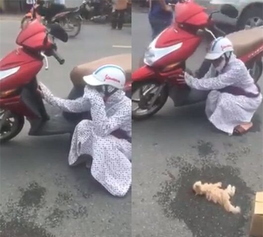 Nỗi đau tột cùng khi mất mèo cưng đột ngột