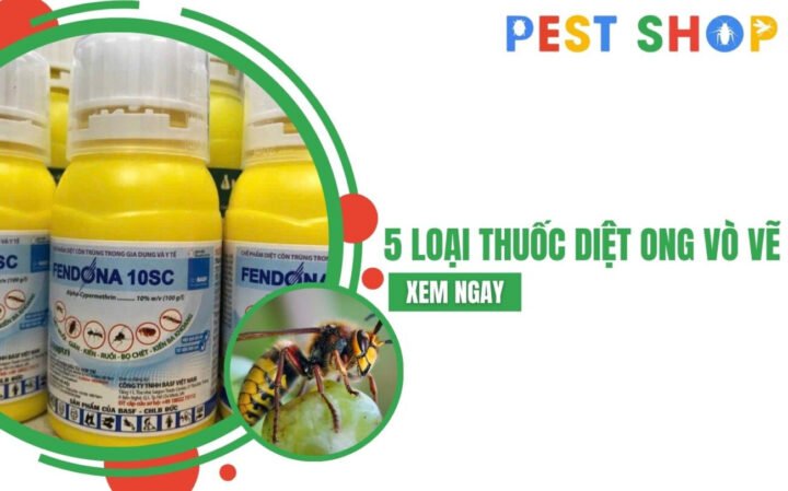 Ong vò vẽ làm tổ