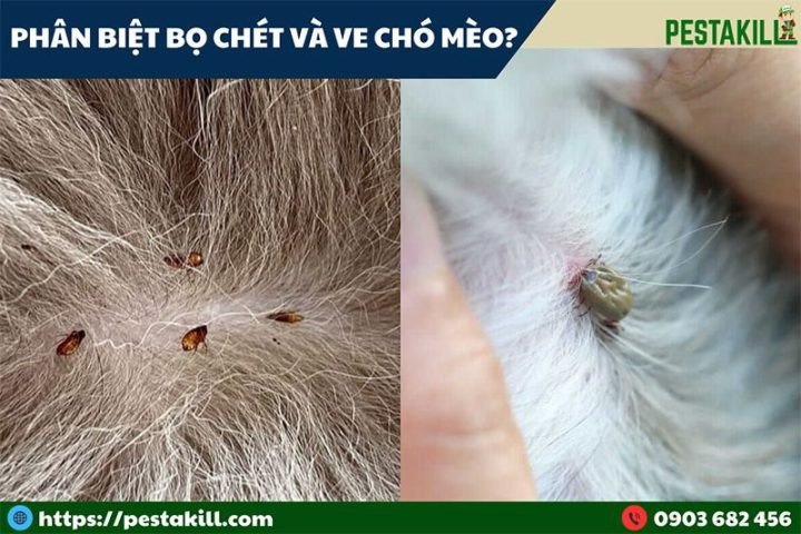 Phân biệt bọ chét và ve chó