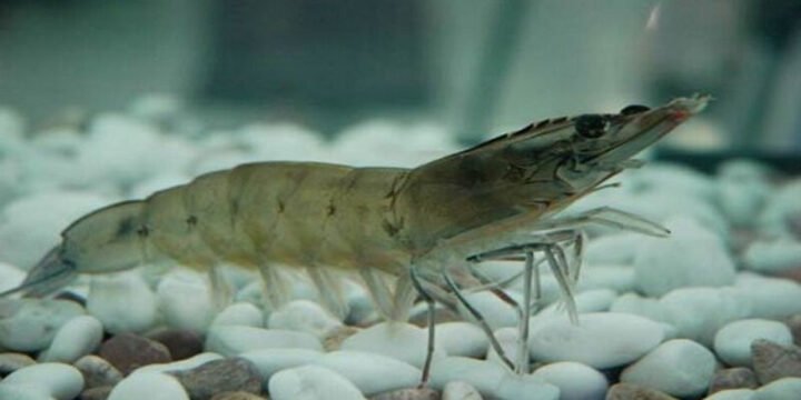 Tôm bơi lội dưới nước, biểu tượng của sự may mắn và tài lộc