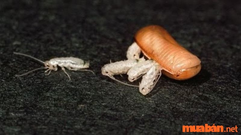 Trứng gián nhỏ nằm rải rác trên bề mặt, tượng trưng cho sự sinh sôi và tiềm năng.