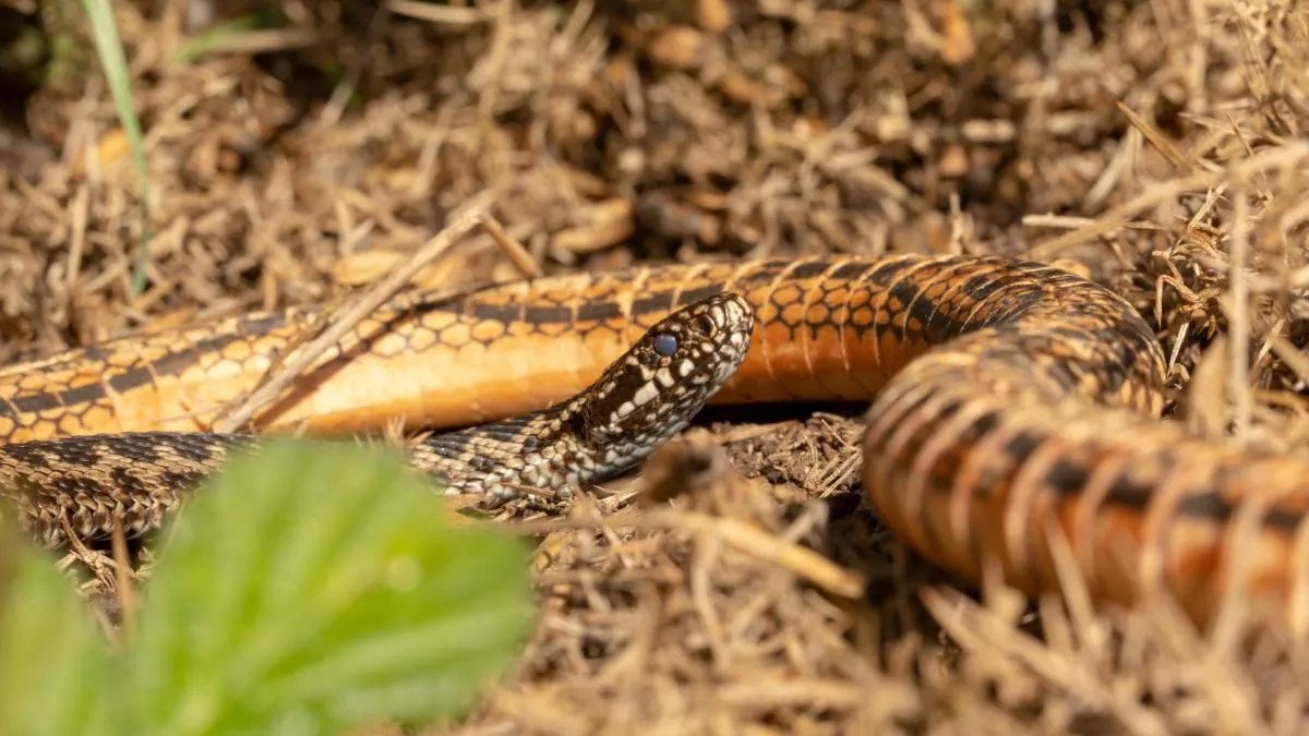 Ý nghĩa gặp rắn trên đường