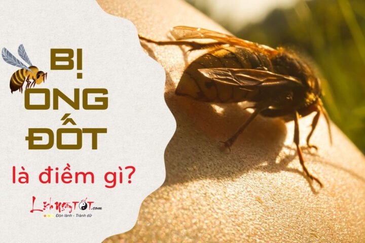 Ý nghĩa mơ thấy ong đốt và con số may mắn