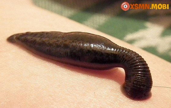 Ý nghĩa tâm linh của giấc mơ thấy đỉa, điềm báo về sức khỏe và tài chính