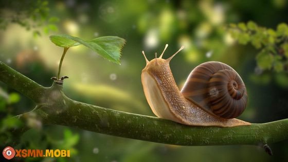 Ý nghĩa và điềm báo khi mơ thấy các loại ốc khác nhau